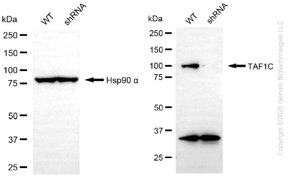 KD-Validated Anti-TAF1C Rabbit Monoclonal Antibody ABG2272