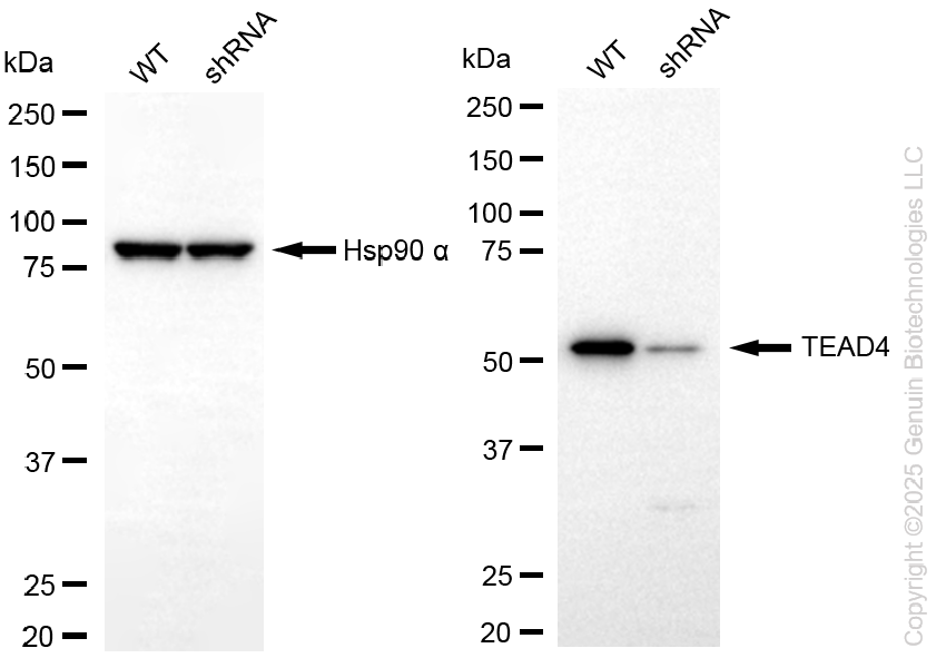 KD-Validated Anti-TEAD4 Rabbit Monoclonal Antibody ABG2273
