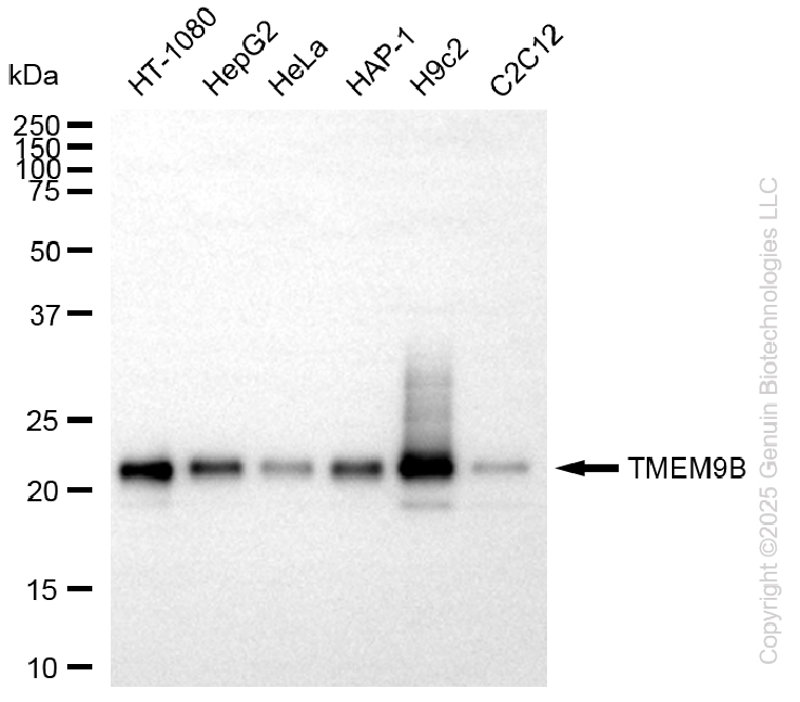 KD-Validated Anti-TMEM9B Rabbit Monoclonal Antibody ABG2274