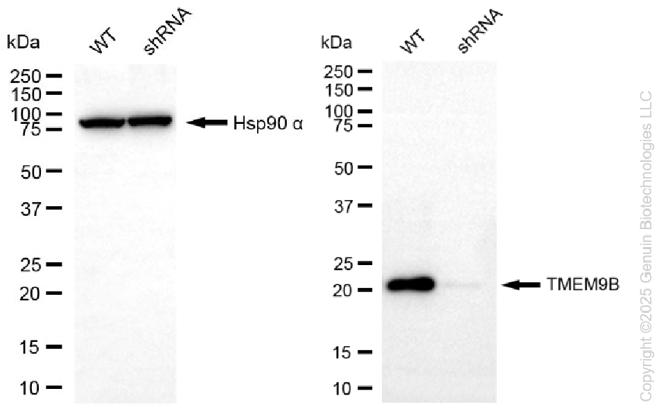 KD-Validated Anti-TMEM9B Rabbit Monoclonal Antibody ABG2274