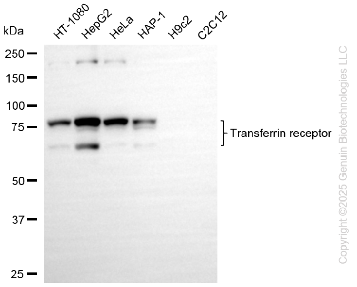 KD-Validated Anti-Transferrin Receptor Rabbit Monoclonal Antibody ABG2275