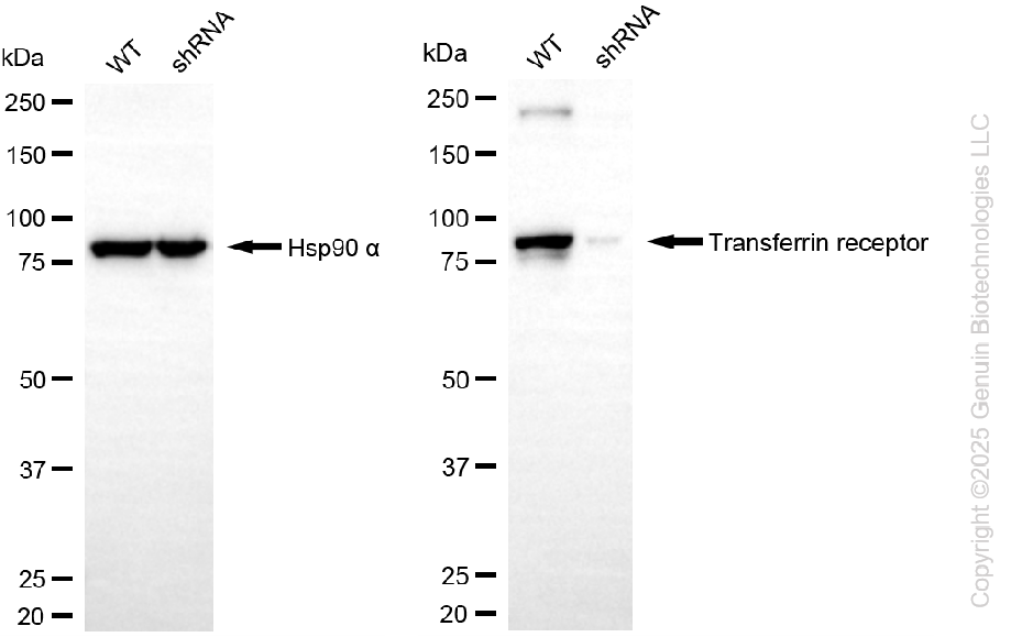 KD-Validated Anti-Transferrin Receptor Rabbit Monoclonal Antibody ABG2275