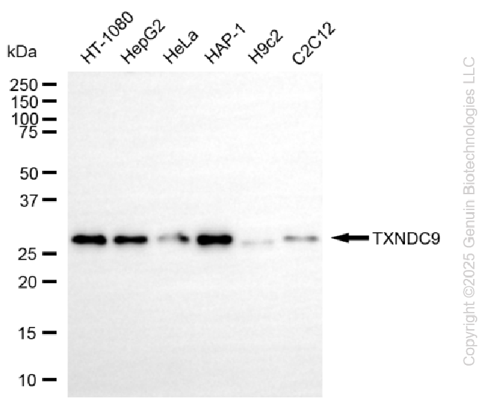 KD-Validated Anti-TXNDC9 Rabbit Monoclonal Antibody ABG2276