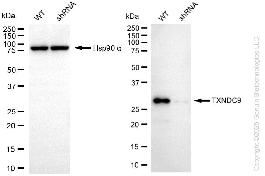 KD-Validated Anti-TXNDC9 Rabbit Monoclonal Antibody ABG2276