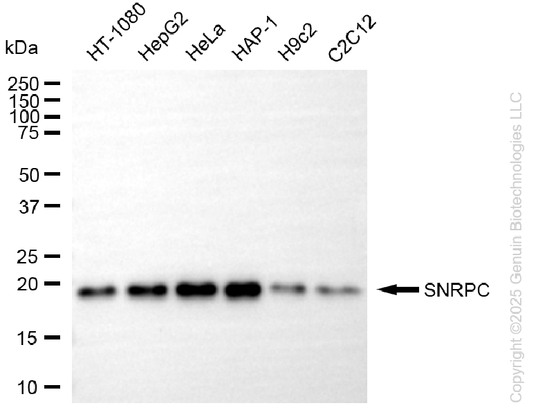 KD-Validated Anti-SNRPC Rabbit Monoclonal Antibody ABG2277