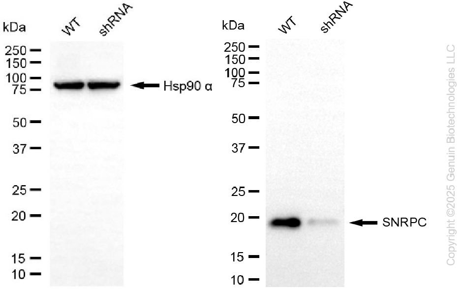 KD-Validated Anti-SNRPC Rabbit Monoclonal Antibody ABG2277