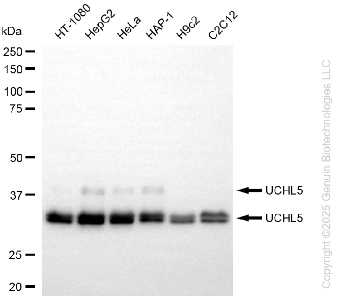 KD-Validated Anti-UCHL5 Rabbit Monoclonal Antibody ABG2278