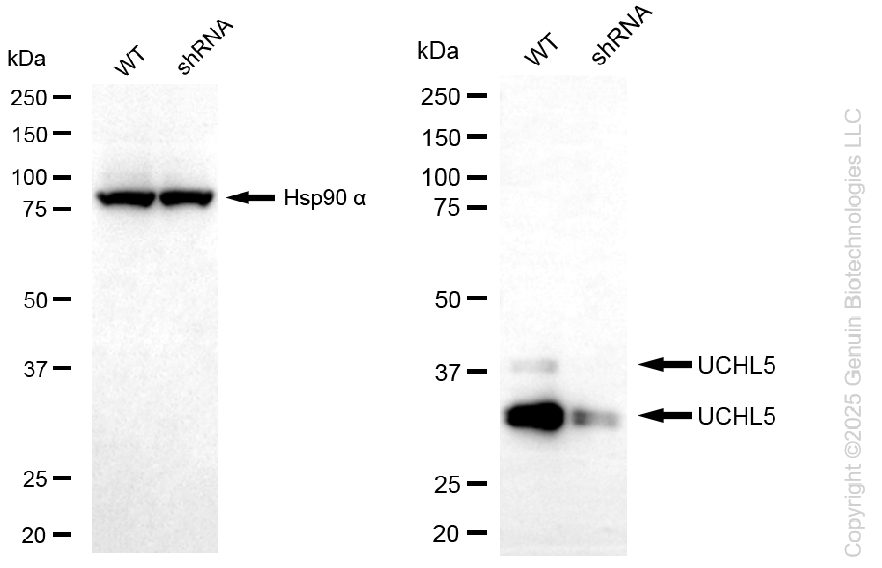 KD-Validated Anti-UCHL5 Rabbit Monoclonal Antibody ABG2278