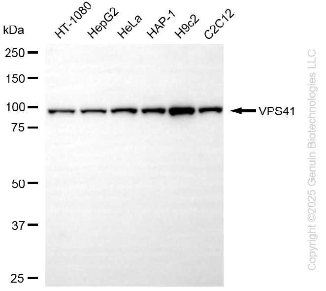 KD-Validated Anti-VPS41 Rabbit Monoclonal Antibody ABG2279