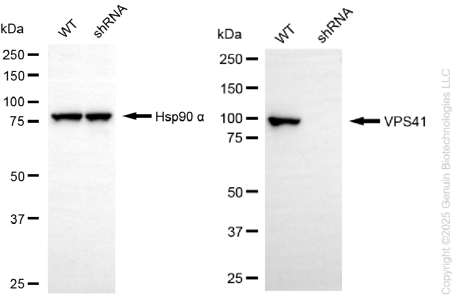 KD-Validated Anti-VPS41 Rabbit Monoclonal Antibody ABG2279