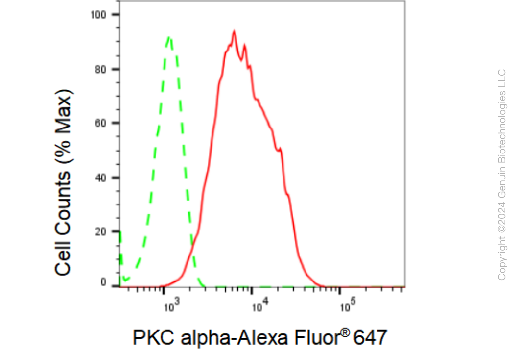 KD-Validated Anti-PKC alpha Rabbit Monoclonal Antibody ABG2280