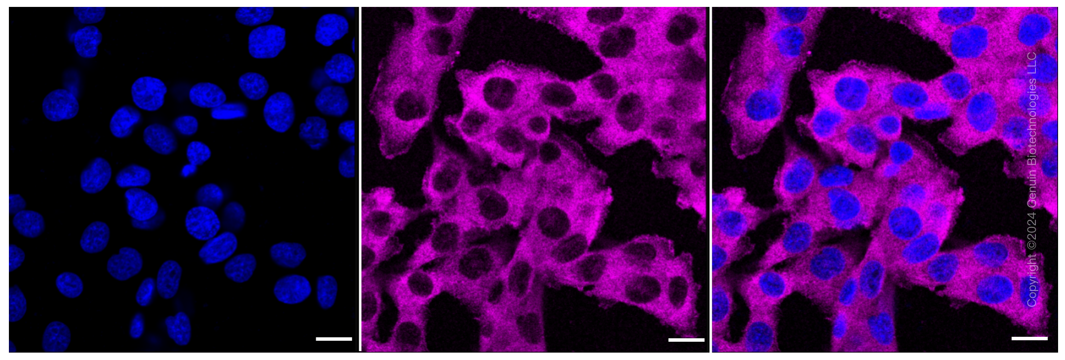 KD-Validated Anti-PKC alpha Rabbit Monoclonal Antibody ABG2280