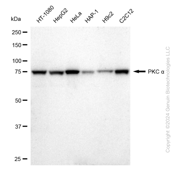KD-Validated Anti-PKC alpha Rabbit Monoclonal Antibody ABG2280