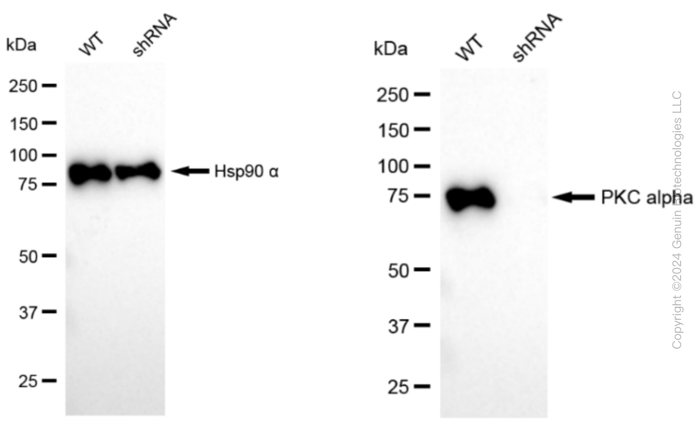 KD-Validated Anti-PKC alpha Rabbit Monoclonal Antibody ABG2280
