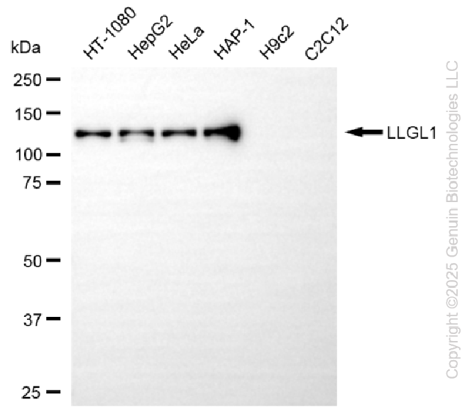 KD-Validated Anti-LLGL1 Rabbit Monoclonal Antibody ABG2281