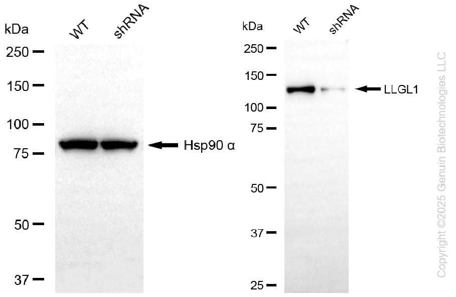 KD-Validated Anti-LLGL1 Rabbit Monoclonal Antibody ABG2281
