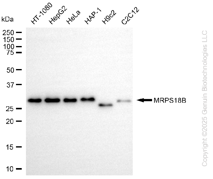 KD-Validated Anti-MRPS18B Rabbit Monoclonal Antibody ABG2282