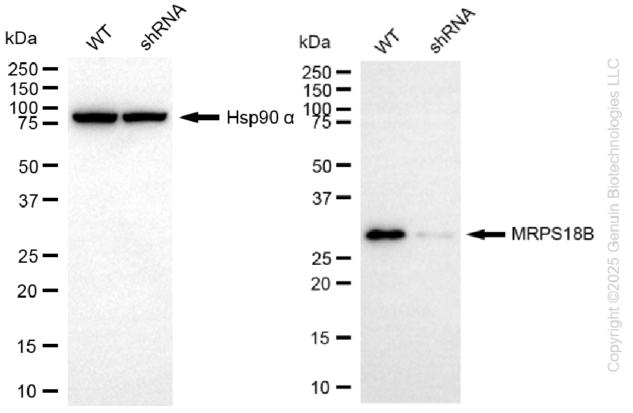 KD-Validated Anti-MRPS18B Rabbit Monoclonal Antibody ABG2282