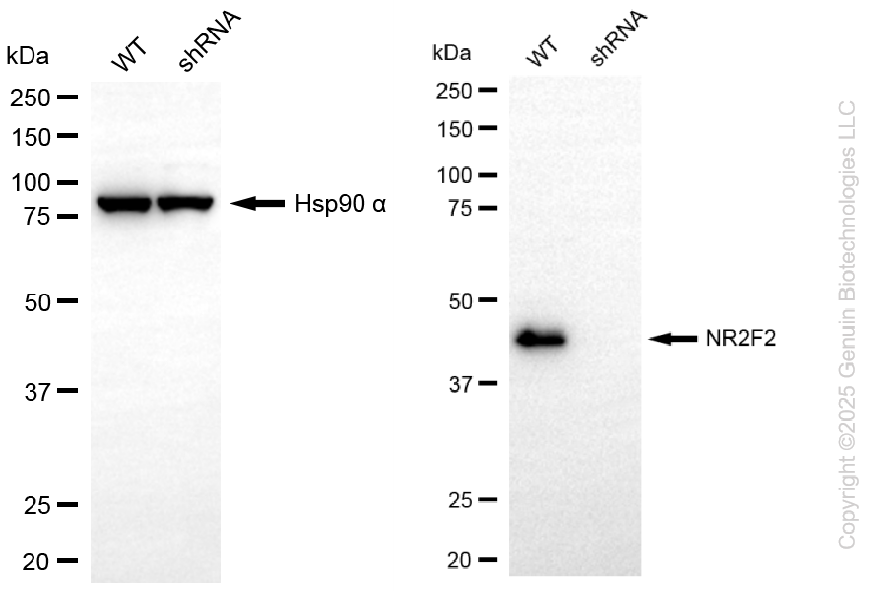 KD-Validated Anti-NR2F2 Rabbit Monoclonal Antibody ABG2283