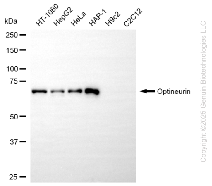 KD-Validated Anti-Optineurin Rabbit Monoclonal Antibody ABG2284
