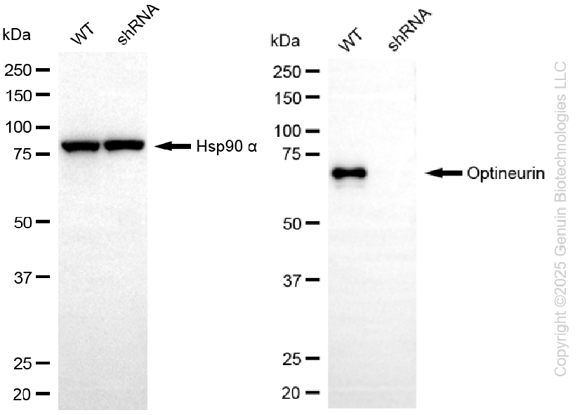 KD-Validated Anti-Optineurin Rabbit Monoclonal Antibody ABG2284