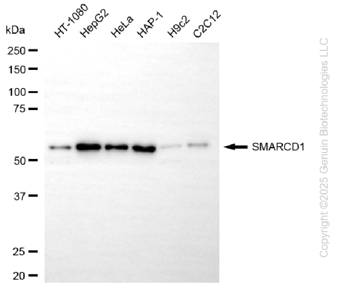 KD-Validated Anti-SMARCD1 Rabbit Monoclonal Antibody ABG2285