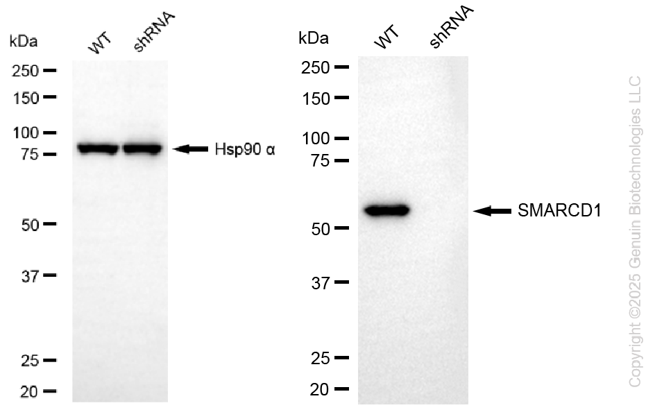 KD-Validated Anti-SMARCD1 Rabbit Monoclonal Antibody ABG2285