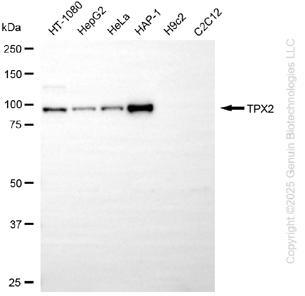 KD-Validated Anti-TPX2 Rabbit Monoclonal Antibody ABG2286