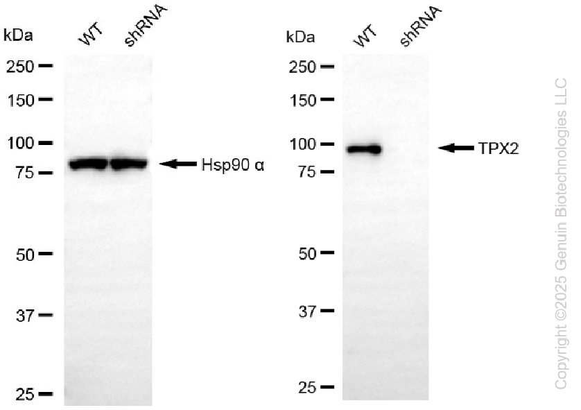 KD-Validated Anti-TPX2 Rabbit Monoclonal Antibody ABG2286