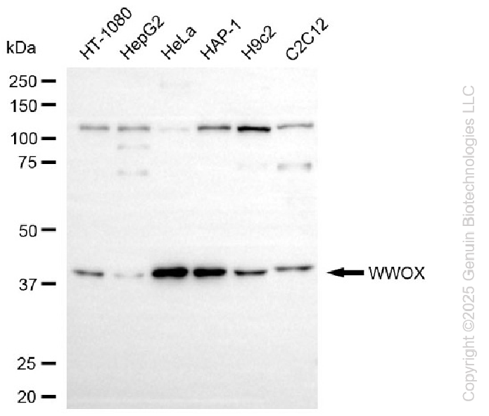 KD-Validated Anti-WWOX Rabbit Monoclonal Antibody ABG2287