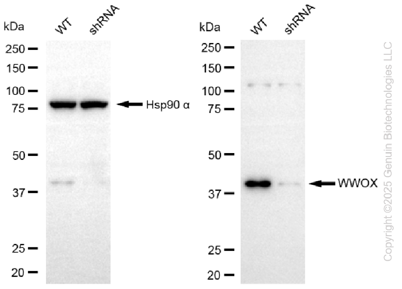 KD-Validated Anti-WWOX Rabbit Monoclonal Antibody ABG2287