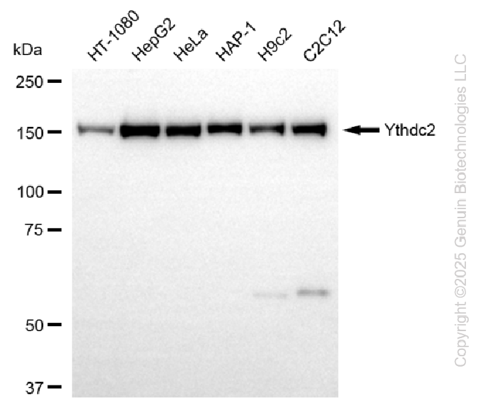 KD-Validated Anti-YTHDC2 Rabbit Monoclonal Antibody ABG2288