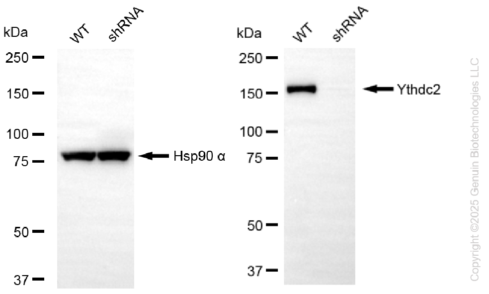 KD-Validated Anti-YTHDC2 Rabbit Monoclonal Antibody ABG2288