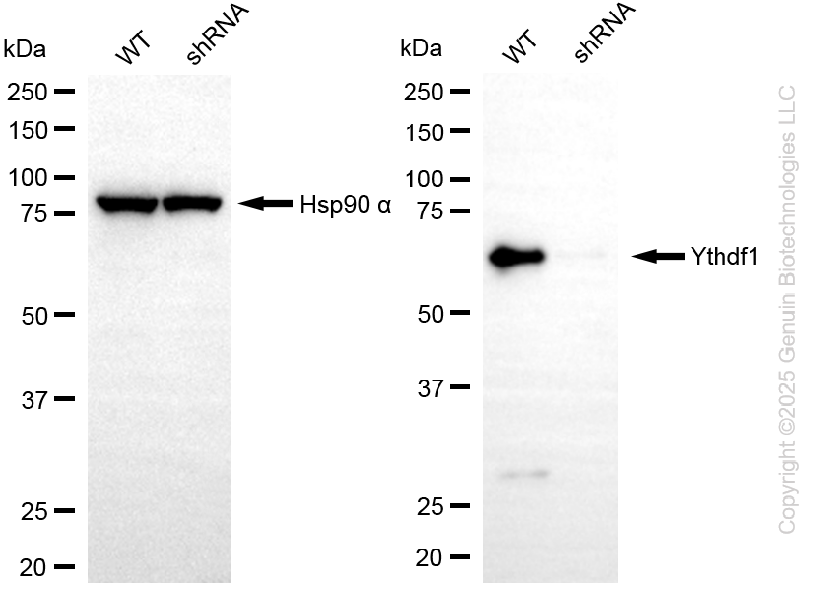 KD-Validated Anti-YTHDF1 Rabbit Monoclonal Antibody ABG2289