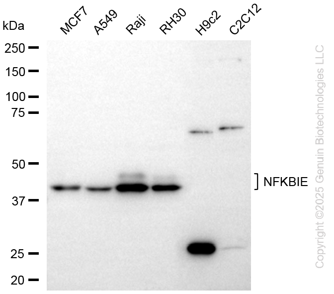 KD-Validated Anti-NFKBIE Rabbit Monoclonal Antibody ABG2290