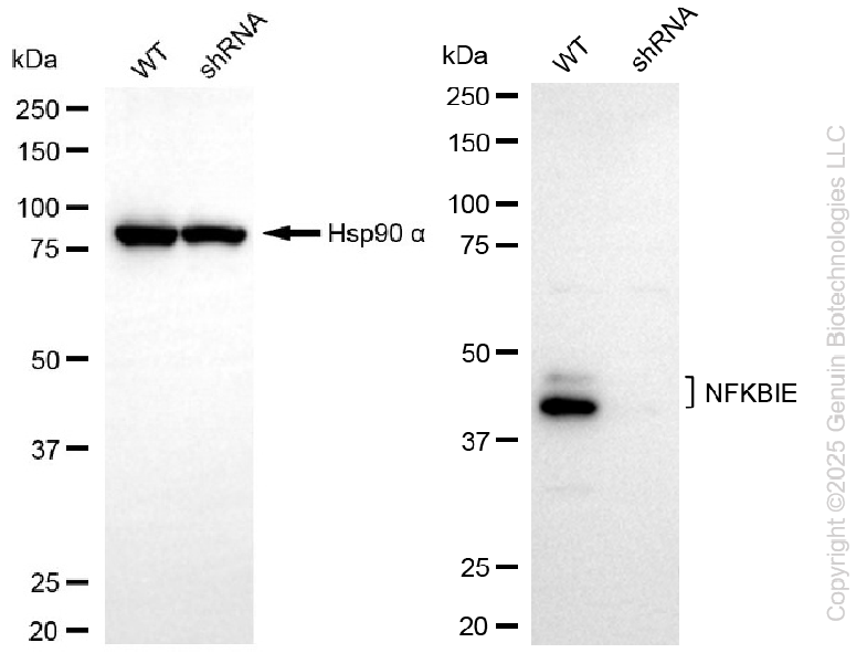 KD-Validated Anti-NFKBIE Rabbit Monoclonal Antibody ABG2290