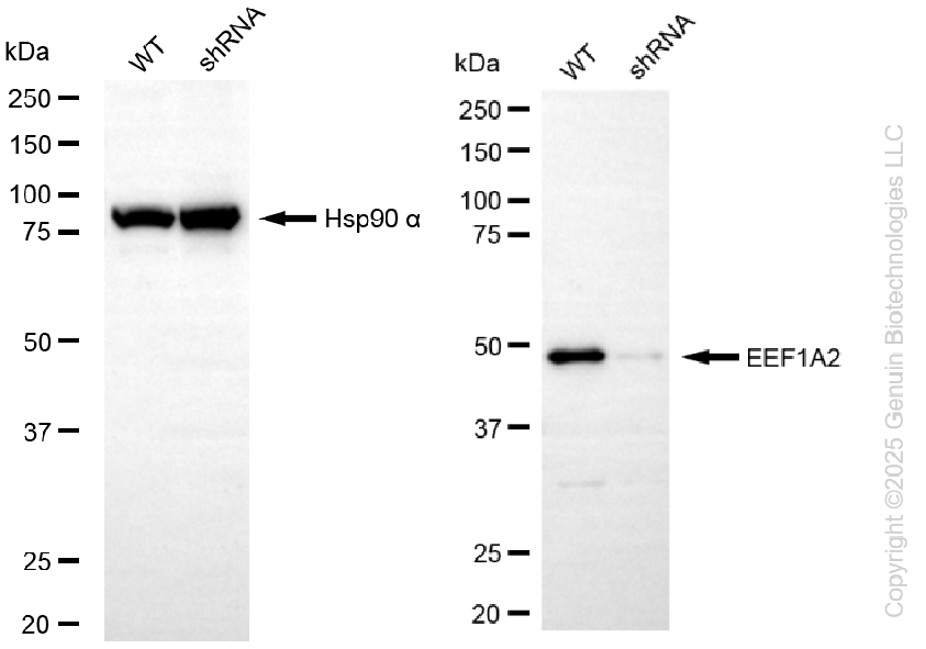 KD-Validated Anti-EEF1A2 Rabbit Monoclonal Antibody ABG2291