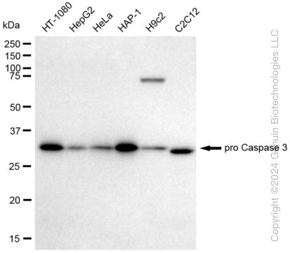 KD-Validated Anti-active + pro caspase 3 Rabbit Monoclonal Antibody ABG2292