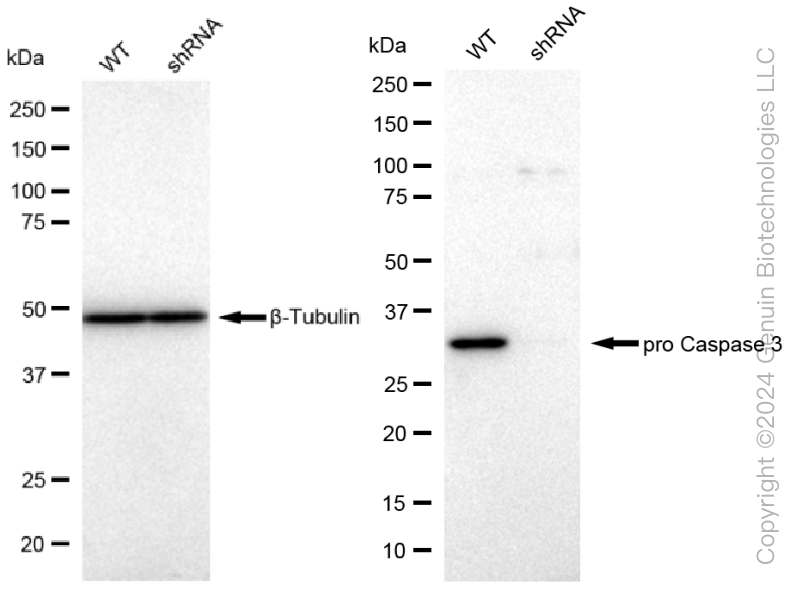 KD-Validated Anti-active + pro caspase 3 Rabbit Monoclonal Antibody ABG2292