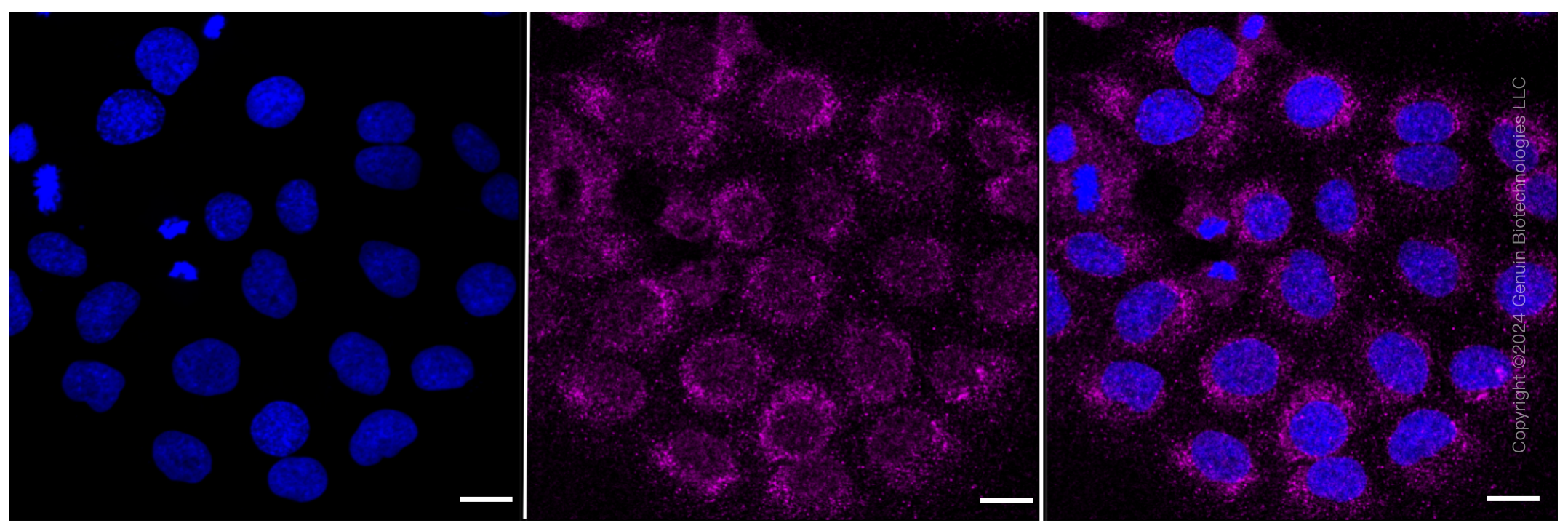 KD-Validated Anti-Integrin β 1 Rabbit Monoclonal Antibody ABG2293