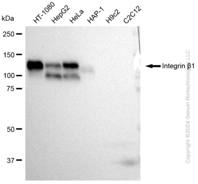 KD-Validated Anti-Integrin β 1 Rabbit Monoclonal Antibody ABG2293