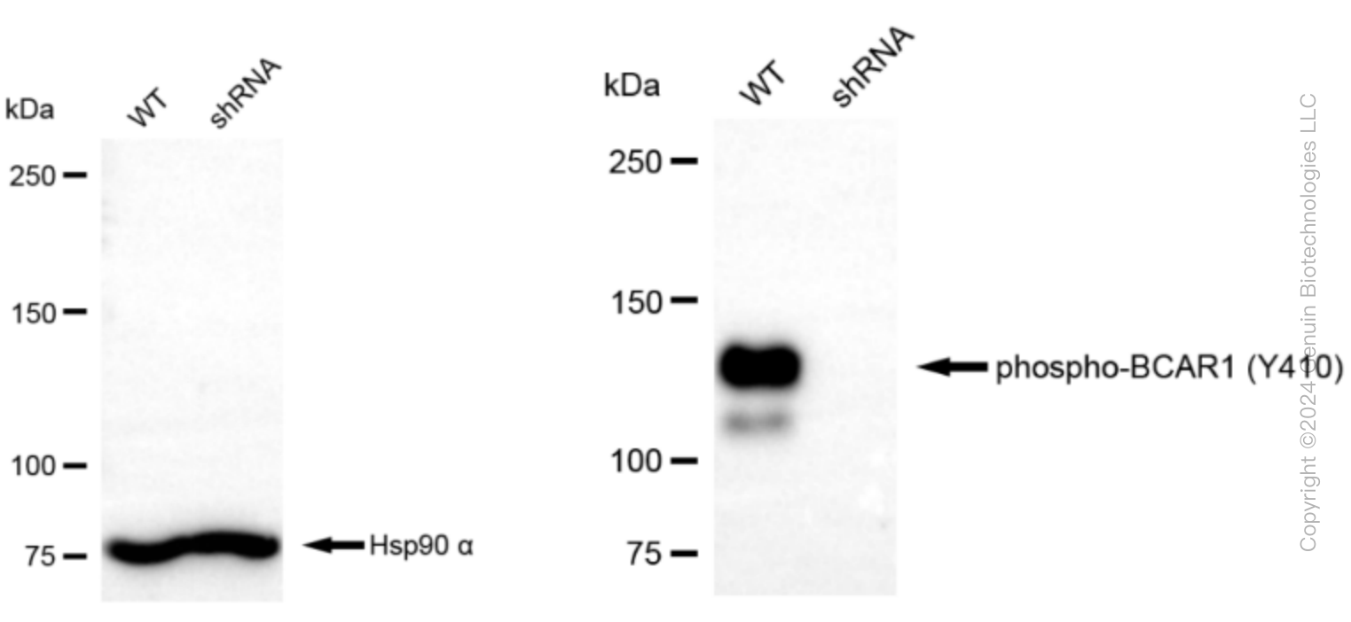 KD-Validated Anti-Integrin β 1 Rabbit Monoclonal Antibody ABG2293