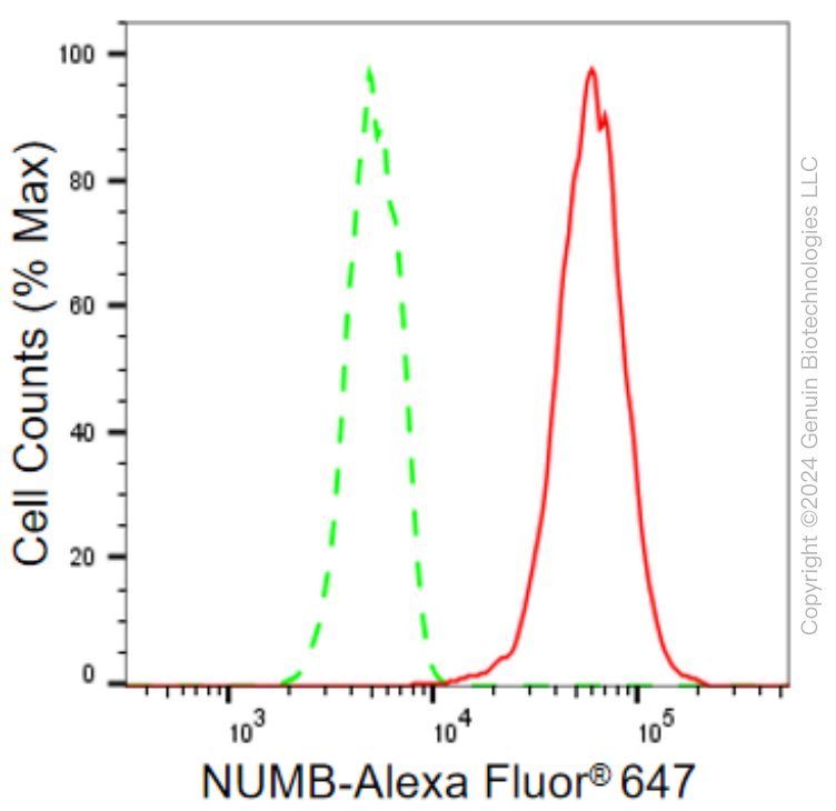 KD-Validated Anti-NUMB Rabbit Monoclonal Antibody ABG2294