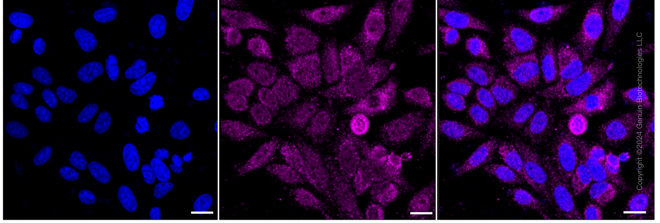 KD-Validated Anti-Aconitase 2 Rabbit Monoclonal Antibody ABG2295