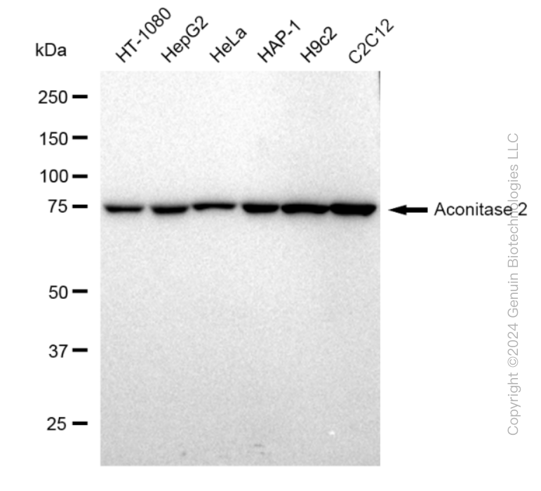 KD-Validated Anti-Aconitase 2 Rabbit Monoclonal Antibody ABG2295