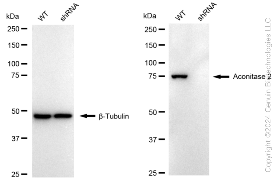 KD-Validated Anti-Aconitase 2 Rabbit Monoclonal Antibody ABG2295