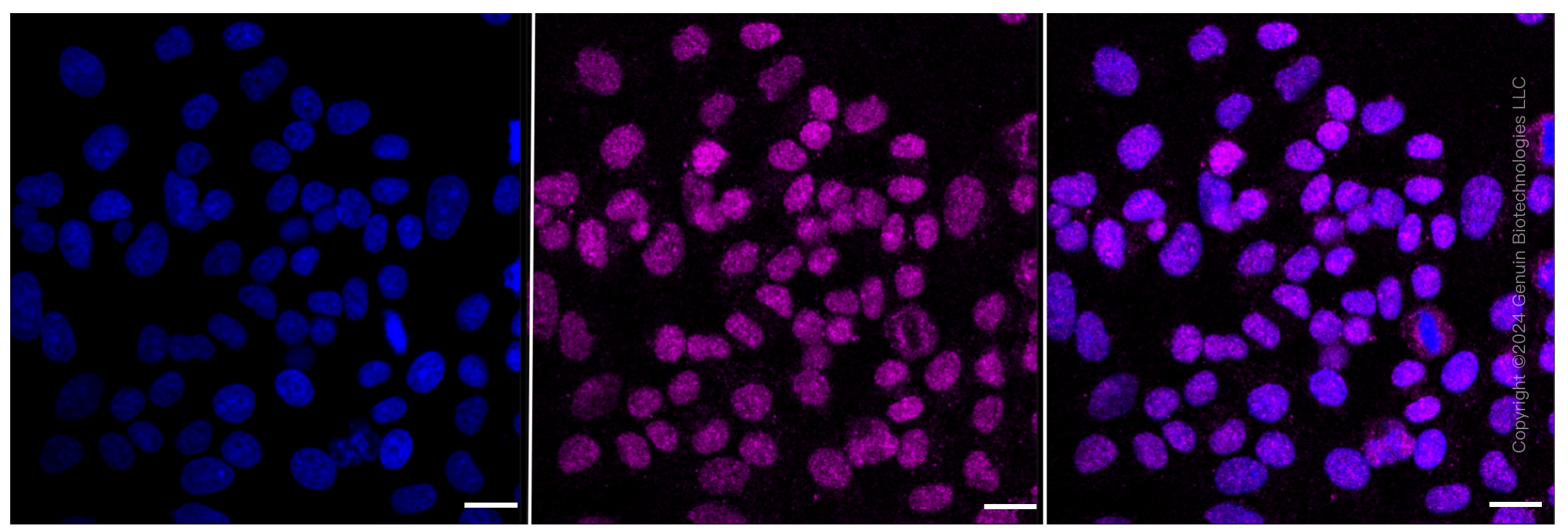 KD-Validated Anti-MCM7 Rabbit Monoclonal Antibody ABG2296