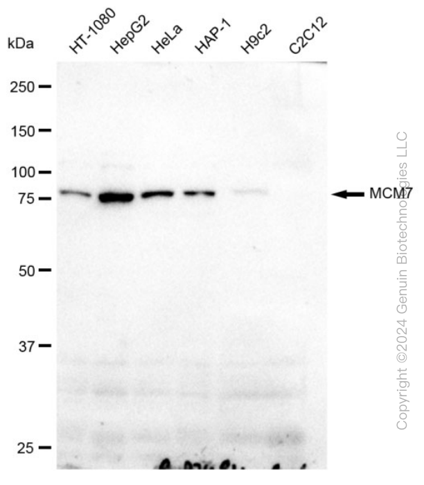 KD-Validated Anti-MCM7 Rabbit Monoclonal Antibody ABG2296