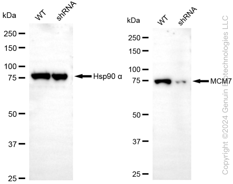 KD-Validated Anti-MCM7 Rabbit Monoclonal Antibody ABG2296