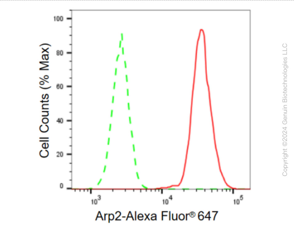 KD-Validated Anti-Arp2 Rabbit Monoclonal Antibody ABG2297